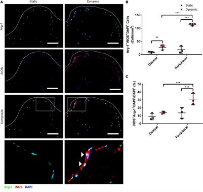 Preconditioning Human Adipose-Derived Stromal Cells on Decellularized Adipose Tissue Scaffolds Within a Perfusion Bioreactor Modulates Cell Phenotype and Promotes a Pro-regenerative Host Response